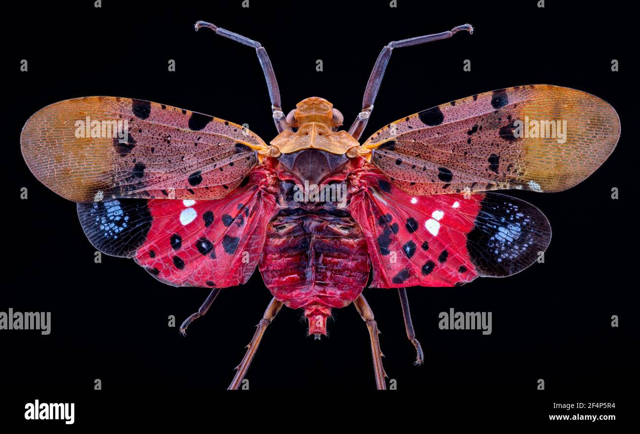 Il penticodes atomaria è un uccello della famiglia dei Psittacidi. Foto Stock