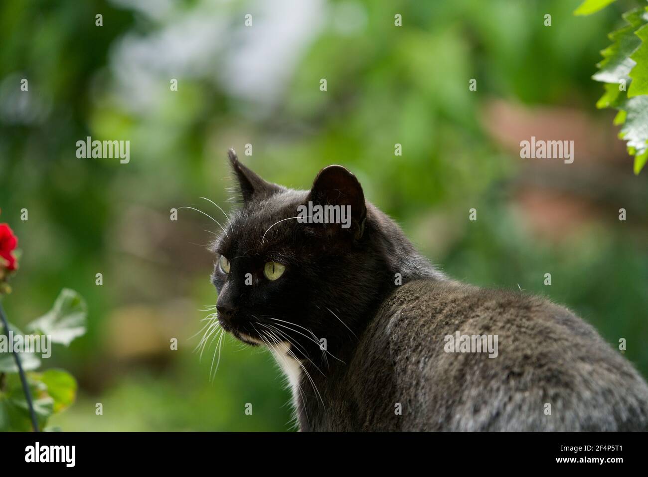 Primo piano di un gatto nero con gli occhi verdi nel giardino Foto Stock