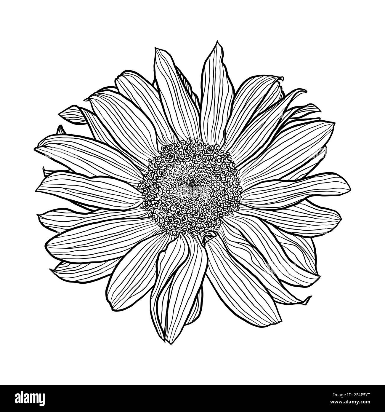 Disegno lineare bianco e nero di girasole su sfondo bianco, arte digitale, grafica vettoriale. Elemento di disegno per carte, inviti, ban Illustrazione Vettoriale