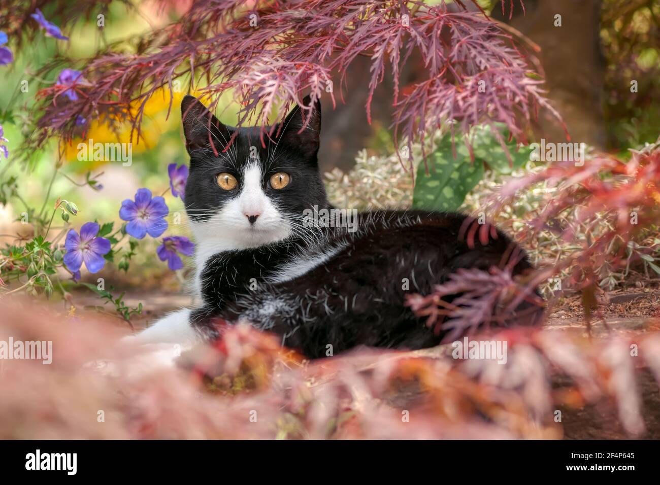 Carino gatto, modello tuxedo nero e bianco bicolore, europeo Shorthair, che riposa sotto un acero giapponese in un giardino fiorito e sembra curioso Foto Stock