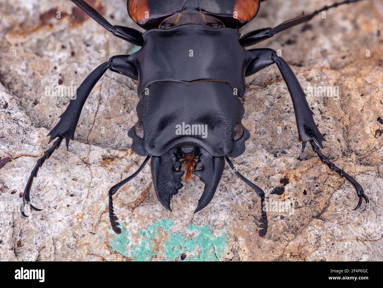Stag Beetle, Odontolabis wollastoni, Indonesia Foto Stock