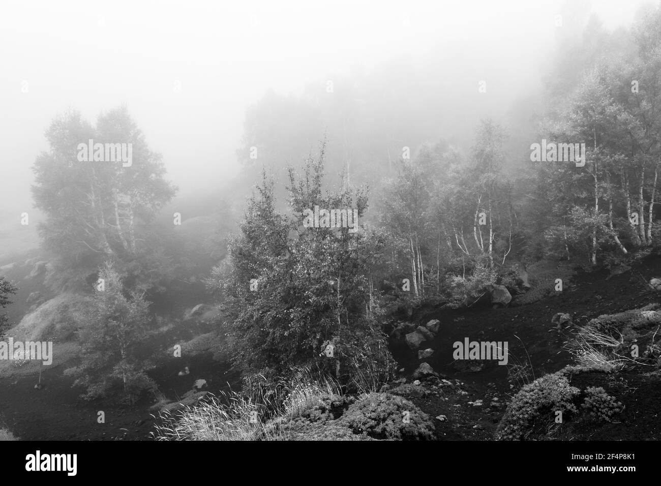 Paesaggio vulcanico in una giornata foggosa, Etna, Italia Foto Stock