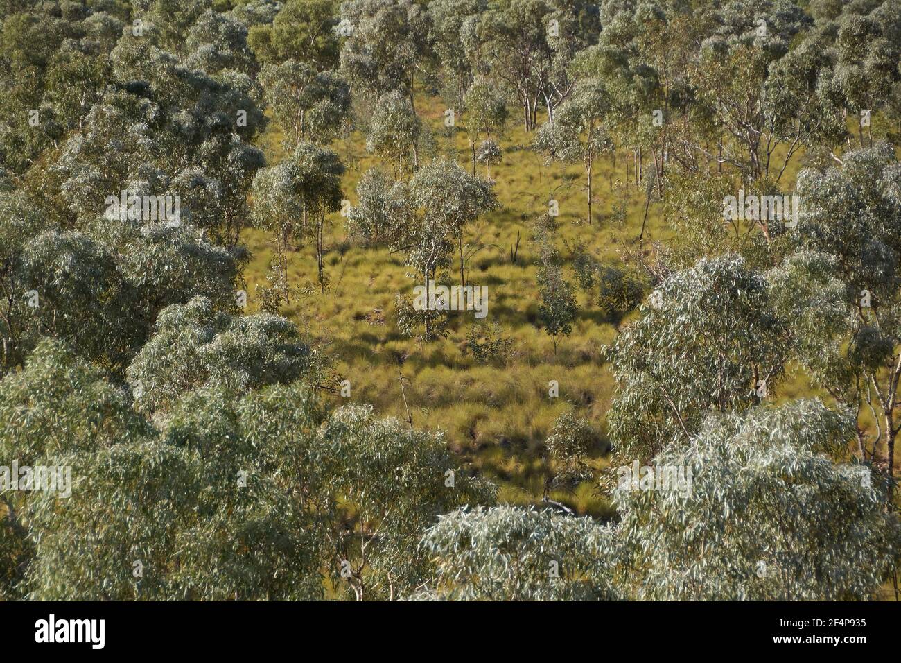 Verde prateria con alberi di gomma in Australia Foto Stock