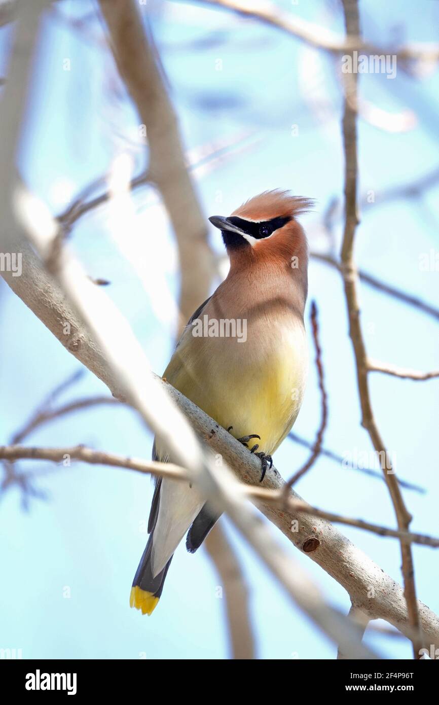 Ritratto di un uccello songbird di waxwing di cedro, Bombycilla cedrorum, un piccolo uccello di canzone passerina comune in tutti gli Stati Uniti e Canada. Foto Stock