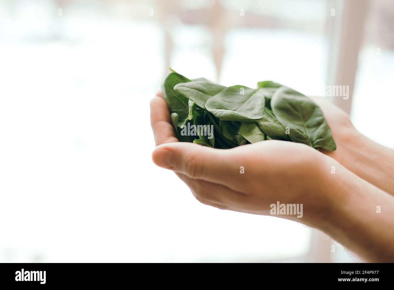 Mani che tengono fresche foglie di insalata verde di spinaci su sfondo sfocato. Sano concetto di cibo vegetariano. Foglie verdi di spinaci. Doni della natura. Foto Stock Mani che tengono fresche foglie di insalata verde di spinaci su sfondo sfocato. Sano concetto di cibo vegetariano. Foglie verdi di spinaci. Doni della natura. Foto Stock