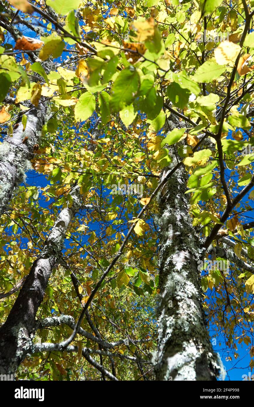 Gli alberi di betulla illuminati al sole nel cielo blu estivo indiano Foto Stock