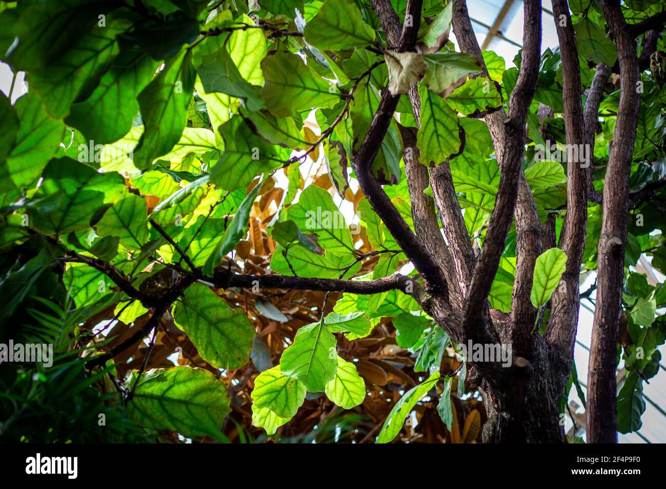 Ficus lyrata - fico a foglia di fidle, che cresce nella serra in un parco pubblico a Christchurch, Nuova Zelanda Foto Stock