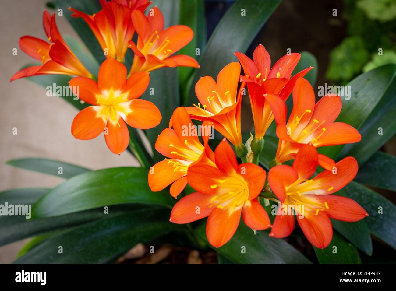 I vivaci fiori arancioni su una Clivia miniata, coltivata in una serra in Nuova Zelanda Foto Stock