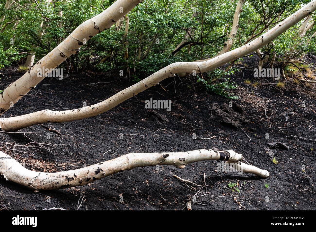 Bianchi alberi di betulla sul terreno di lava scuro del vulcano Etna, Italia Foto Stock