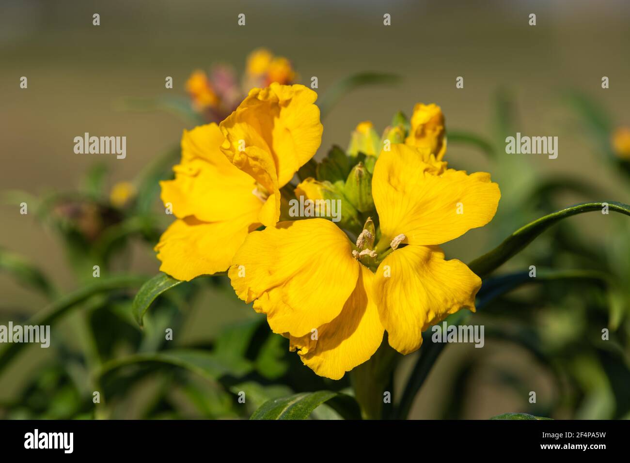 Primo piano di un fiore giallo (erysimum cheiri) in fiore Foto Stock