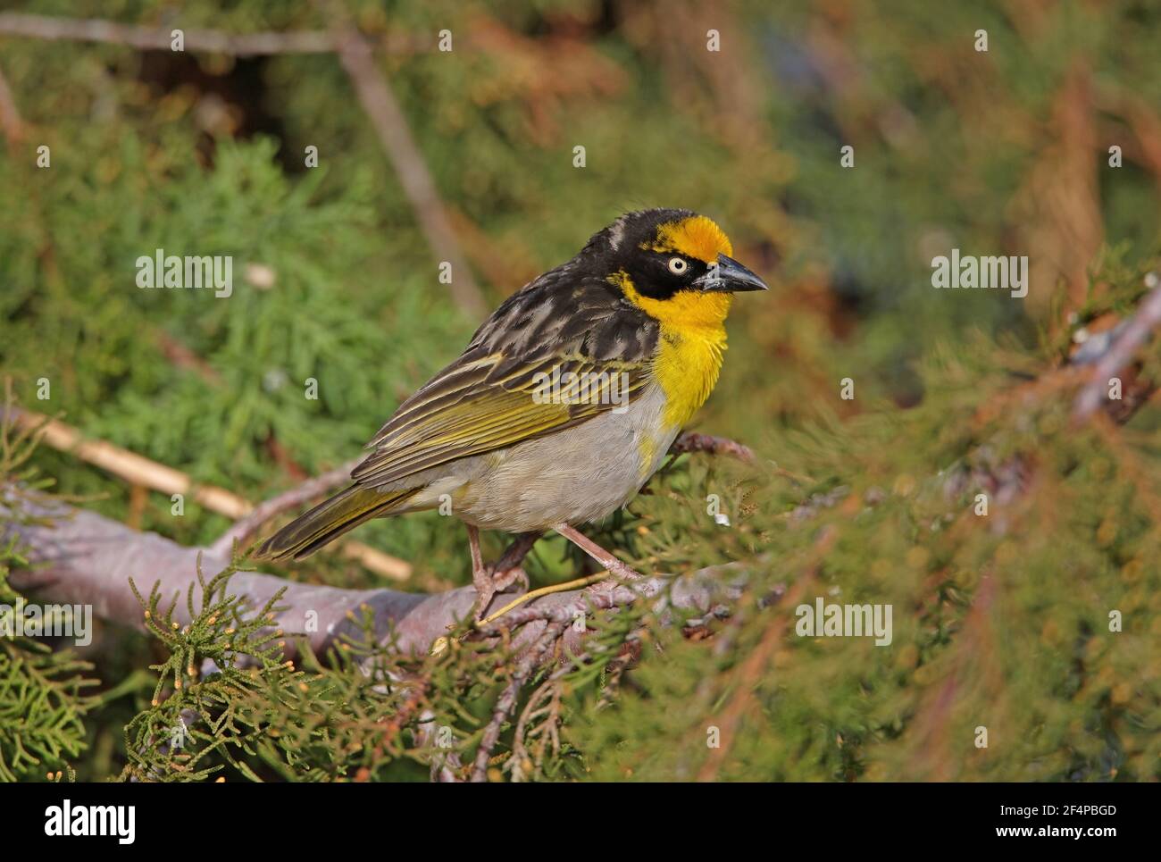 Baglafecht Weaver (Ploceus baglafecht) maschio adulto arroccato sul ramo Bale Mountains, Etiopia Aprile Foto Stock