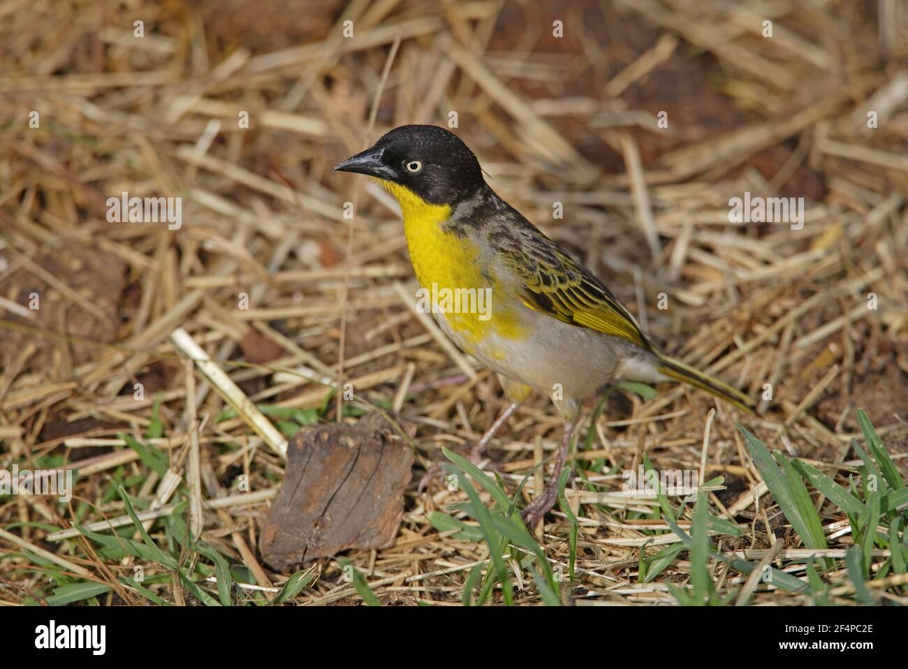 Baglafecht Weaver (Ploceus baglafecht) femmina adulta sul terreno Montagne di Bale, Etiopia Aprile Foto Stock