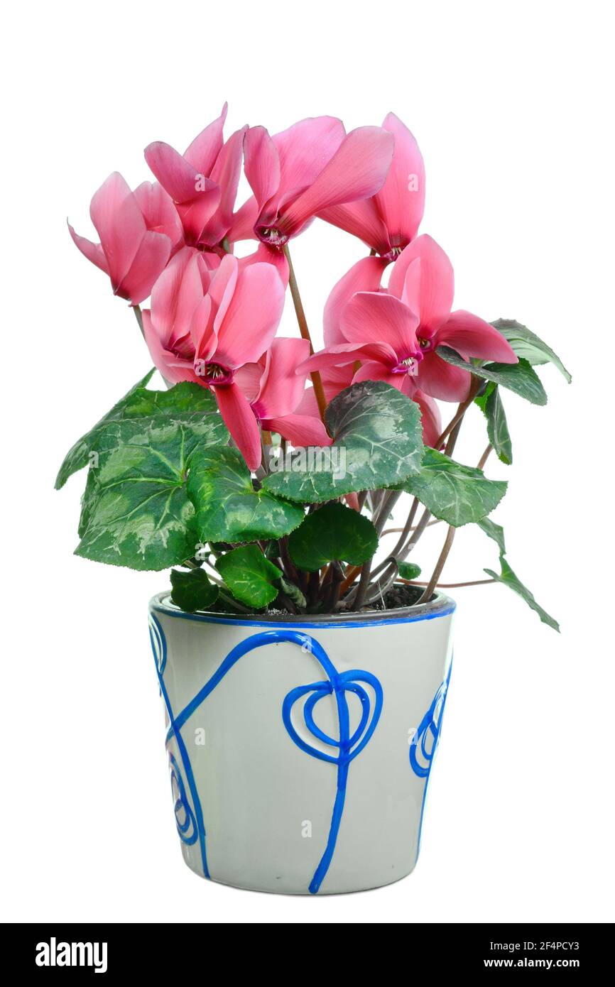 Fiore rosa di ciclamino in una pentola isolata su sfondo bianco. Fiore persiano di ciclamino. Bella e luminosa ciclamino, sfondo, fiori e pentole. Foto Stock