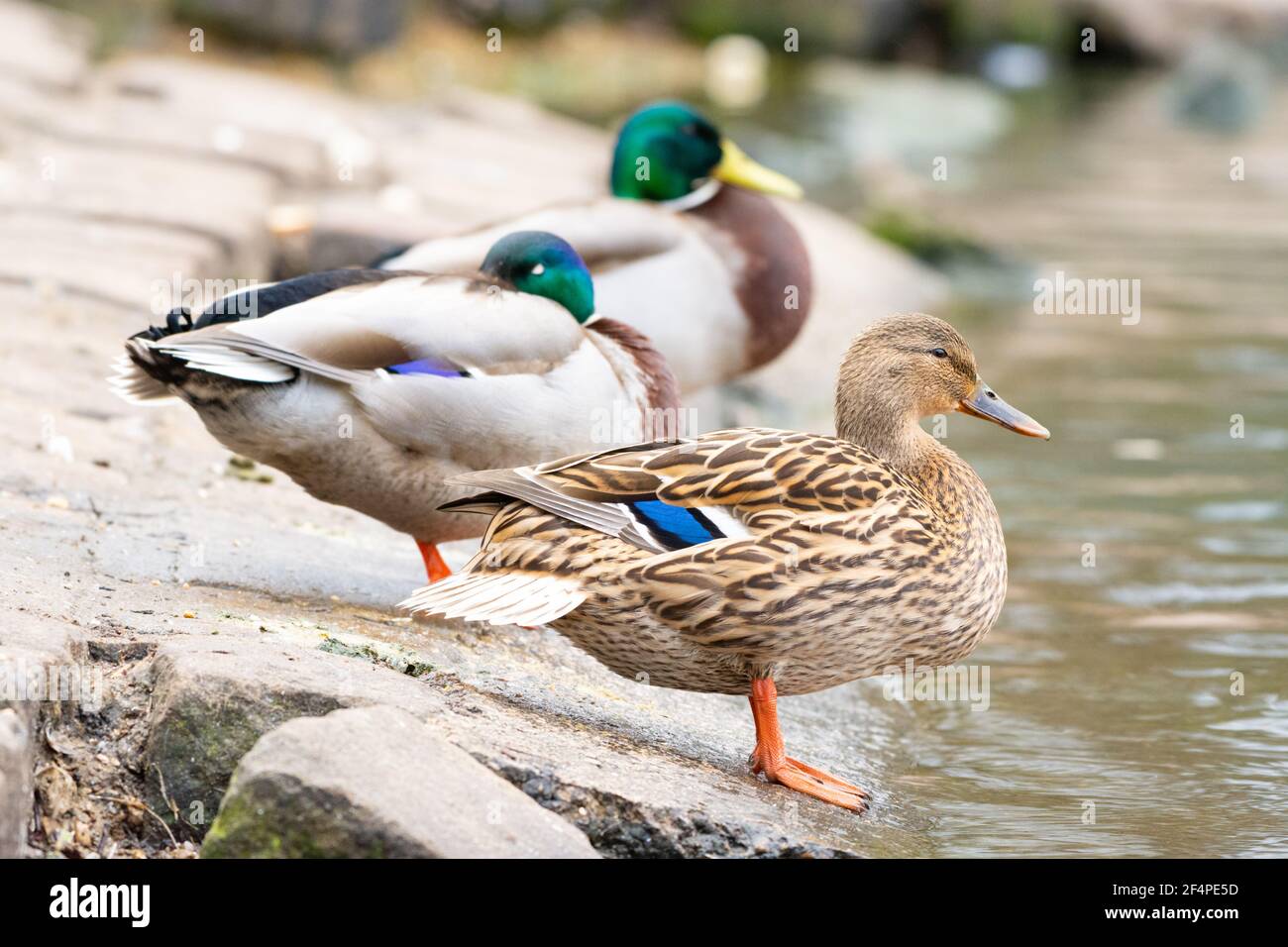 Tre anatre mallard (Anas platyrhynchos) su una costa. La femmina è davanti a due maschi o drappeggia dietro. Foto Stock