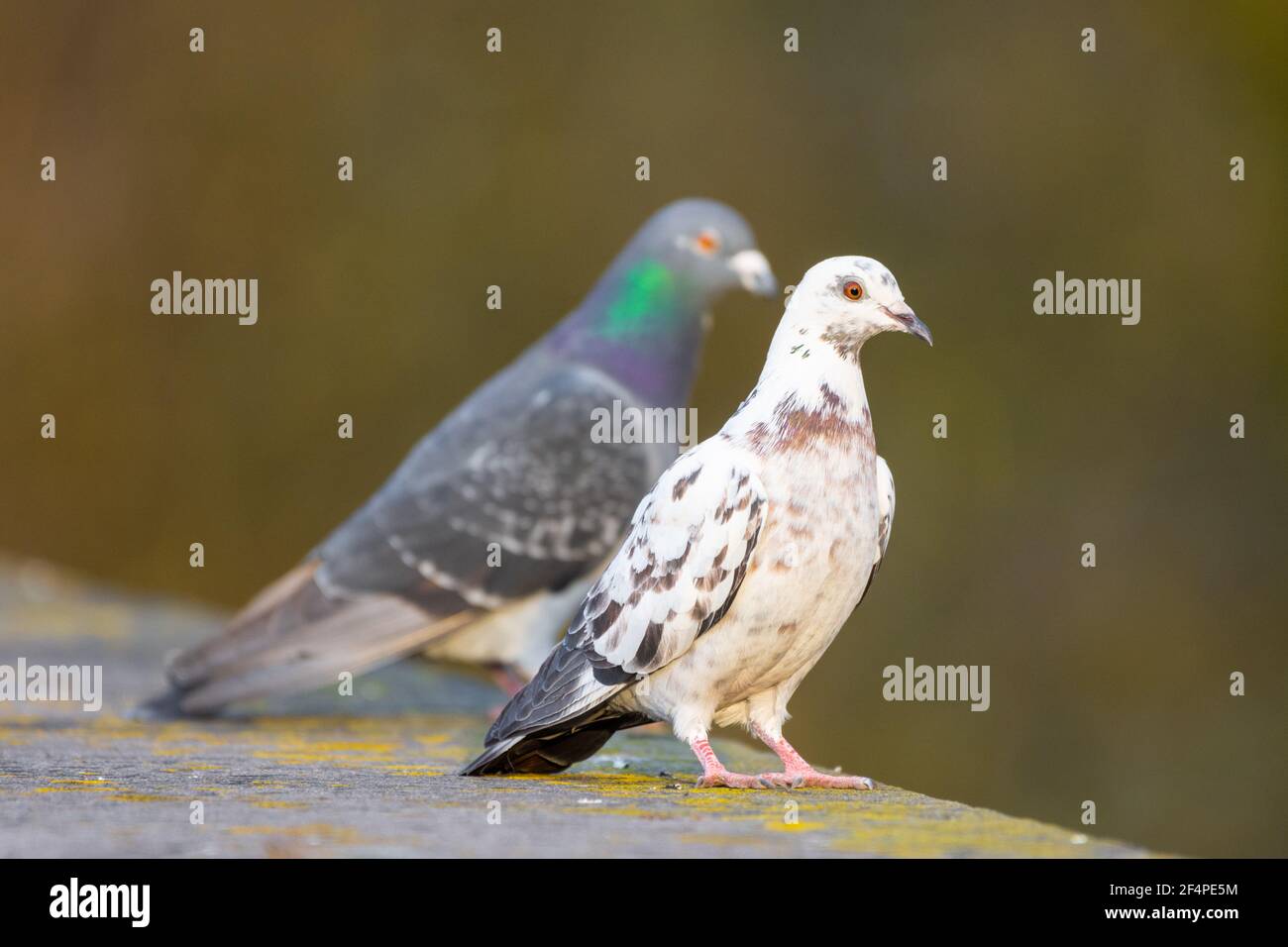 Feral Pigeon (Columba Livia) in un piumaggio bianco con un uccello normale di colore grigio dietro, Inghilterra, Regno Unito Foto Stock
