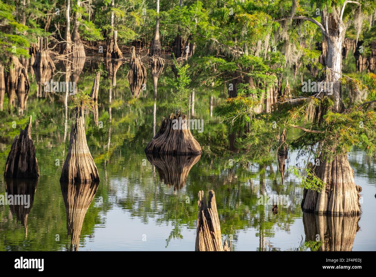 Cypress alberi che si riflettono in Dead Lake, Florida Foto Stock