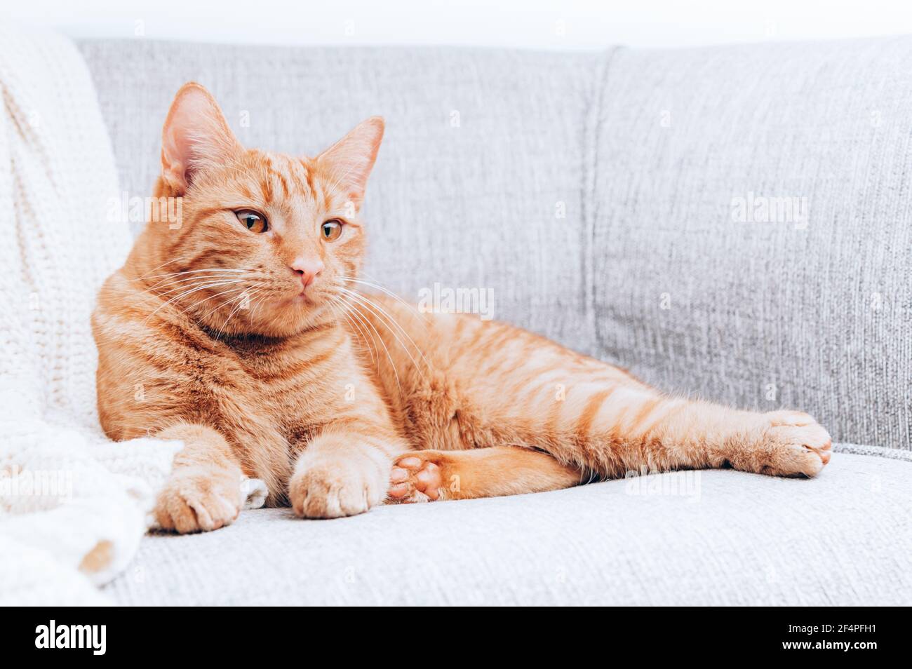 Il gatto zenzero è adagiato sul divano Foto Stock