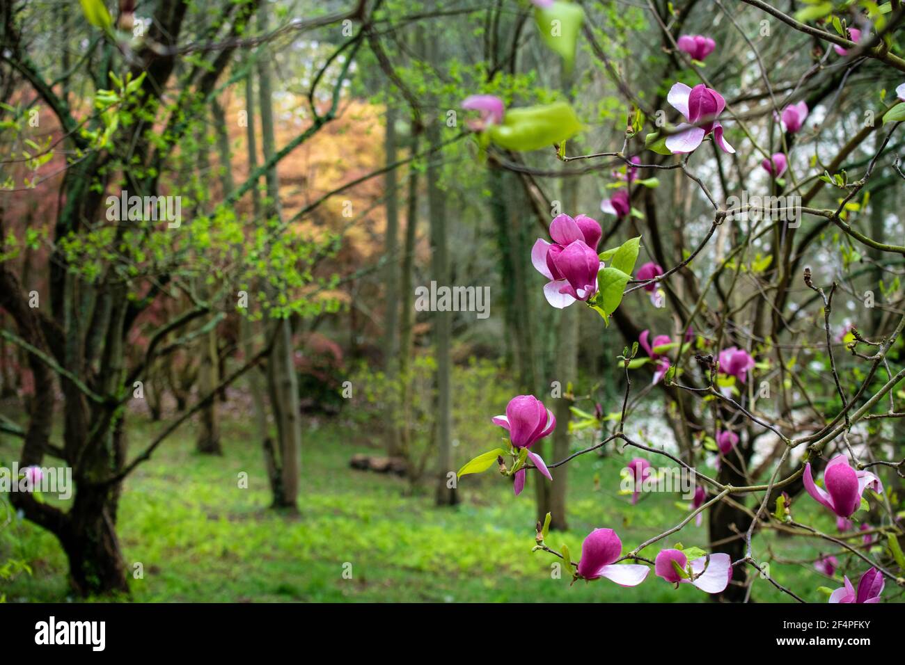 Fiore primaverile di magnolie rosa Foto Stock