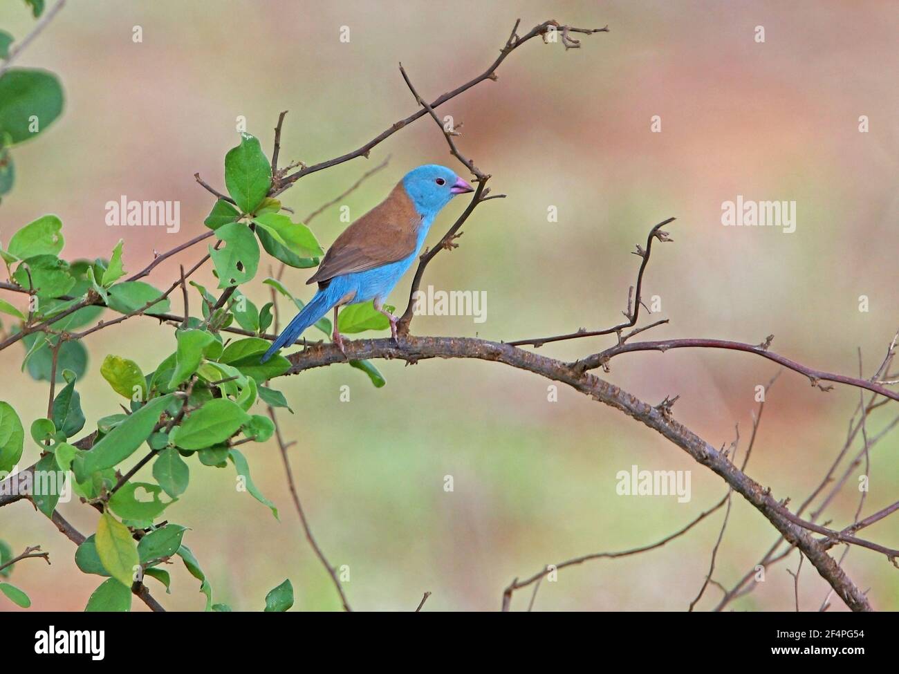 Cordon-bleu (Uraeginthus cyanocephalus) con tappo blu maschio appollaiato sul ramo Tsavo West NP, Kenya Novembre Foto Stock