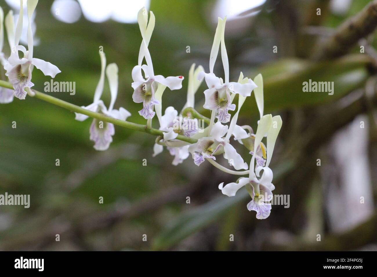Dendrobium antennatum, comunemente chiamato l'orchidea verde antilope, si trova nelle foreste della Papua Nuova Guinea e delle Isole Salomone. Foto Stock