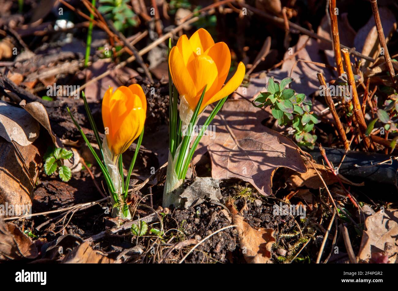 Croci gialle all'inizio della primavera. Foto di alta qualità Foto Stock