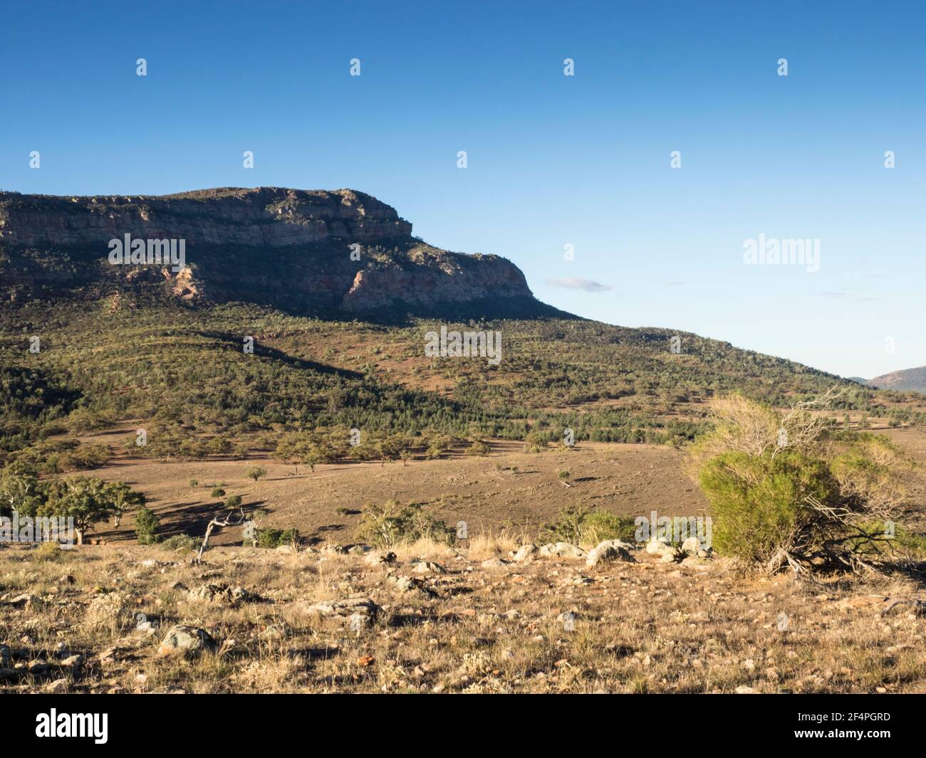 Rawnsley Bluff (960 m), Flinders Ranges, Australia del Sud. Foto Stock