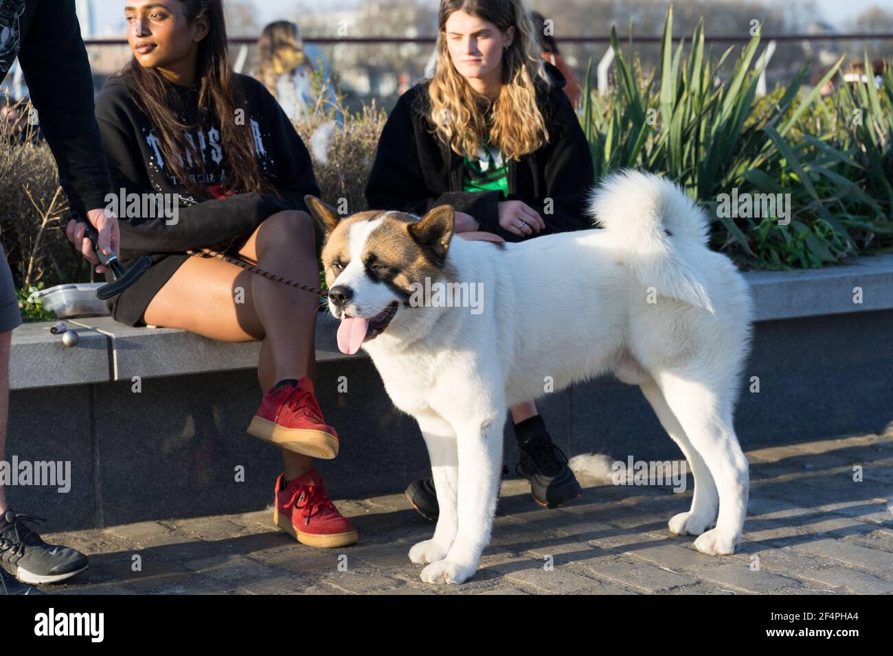 Il cane akita bianco bastone lingua fuori sentire il calore in un primo pomeriggio di sole primavera, Londra Greenwich inghilterra Foto Stock