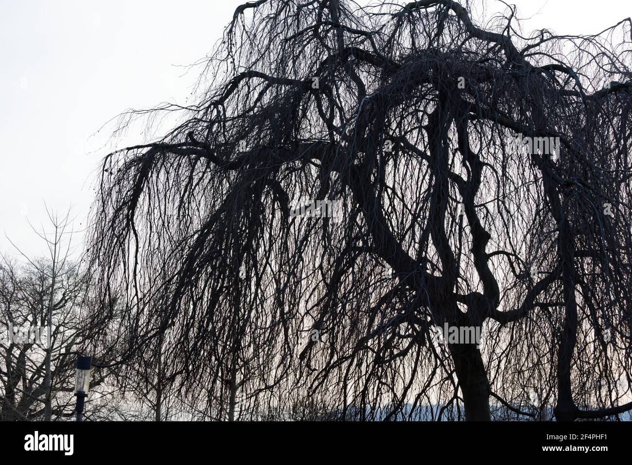 grande e imponente salice piangente di fronte al cielo bianco, al crepuscolo, senza persone Foto Stock