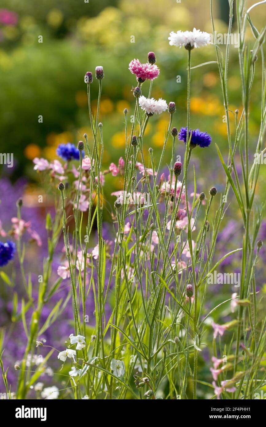 Primo piano del grazioso giardino estivo stile cottage con fiori di mais. Foto Stock