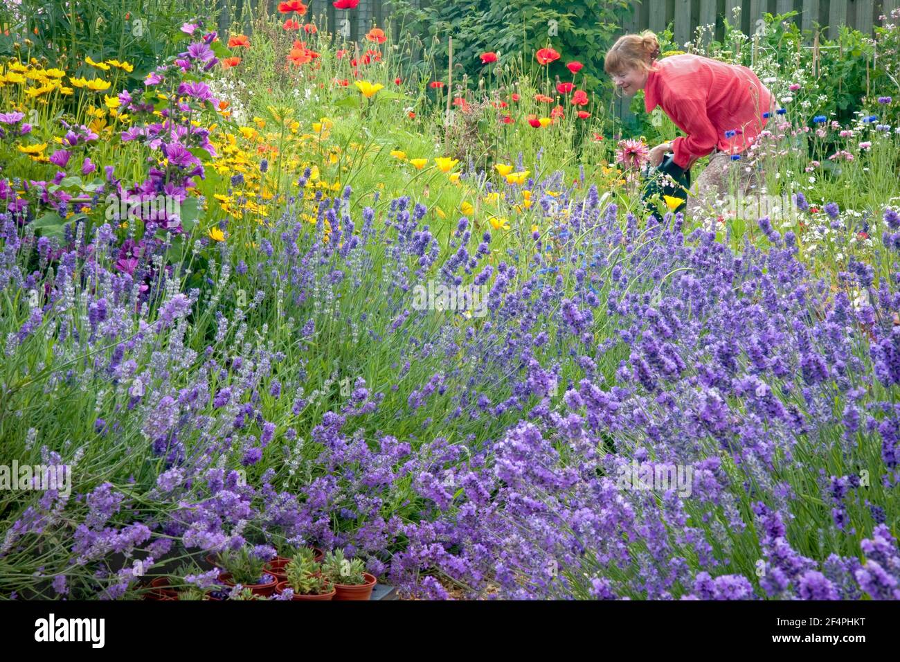 Vista del grazioso giardino in stile cottage sensoriale pieno di fiori estivi, lavanda in primo piano e vista profilo di giovane donna con annaffiatoio. Foto Stock