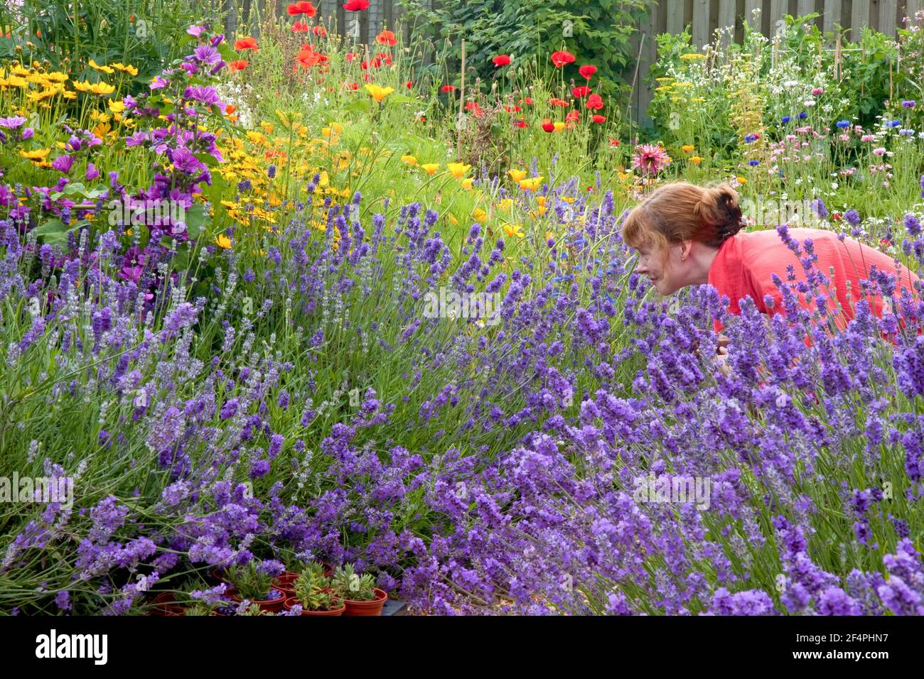 Vista del giardino in stile cottage sensoriale pieno di fiori estivi, lavanda in primo piano e vista del profilo della giovane donna che pende su fiori profumati. Foto Stock
