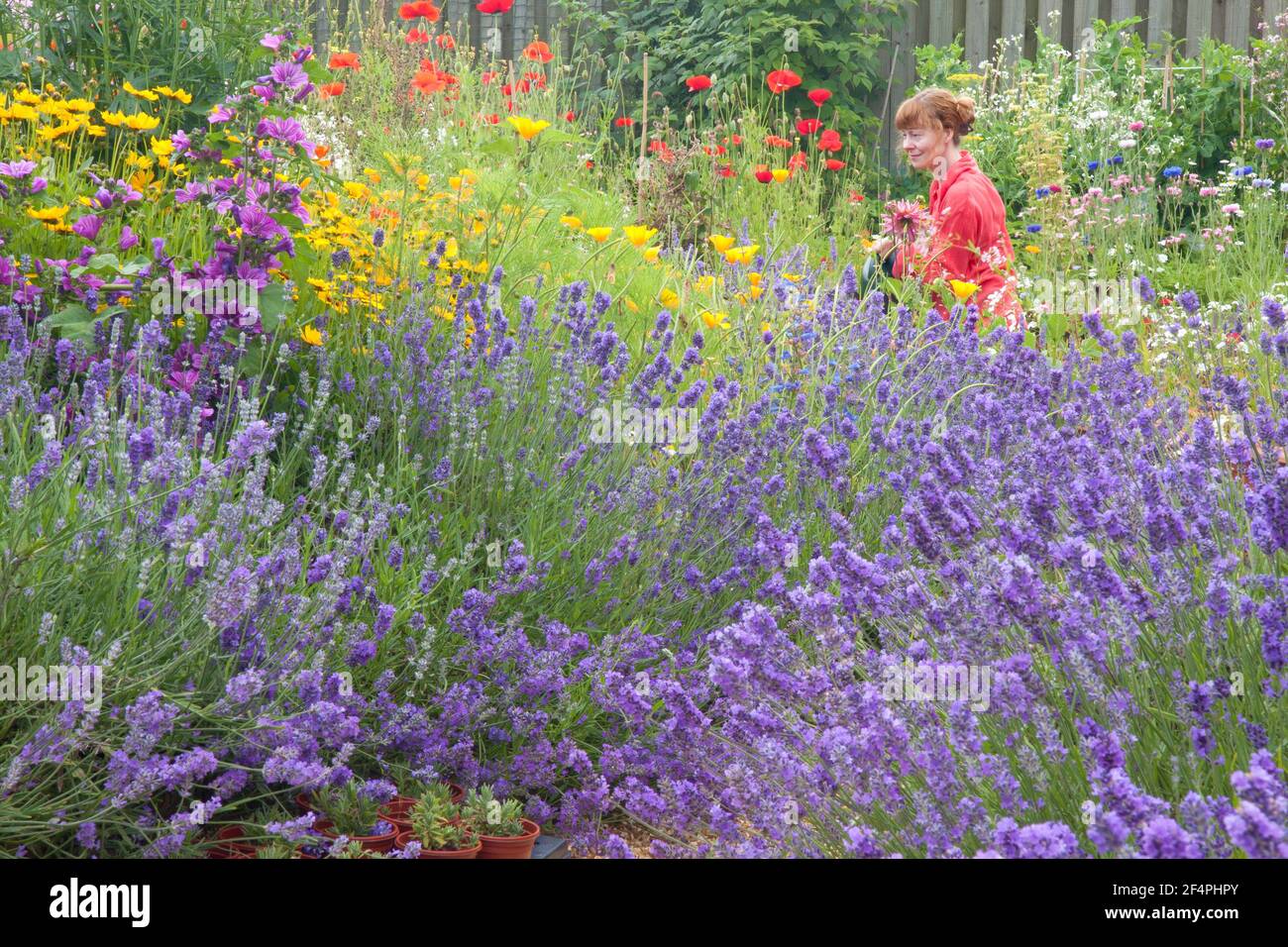 Vista del giardino in stile cottage sensoriale pieno di fiori estivi, lavanda in primo piano e vista profilo di giovane donna godendo giardino sul retro. Foto Stock