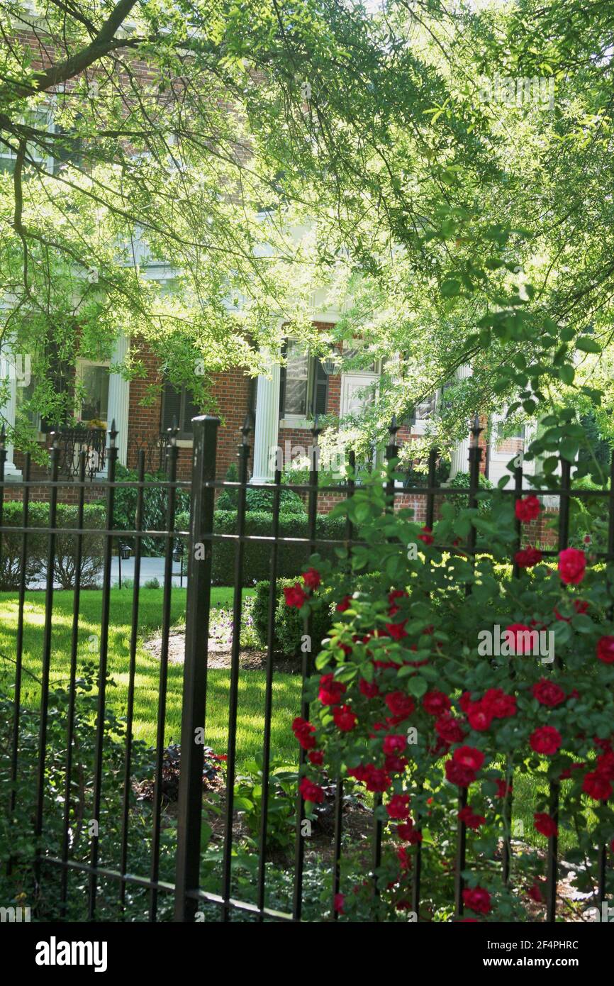 Rosse rose rampicanti sulla recinzione di una proprietà Foto Stock
