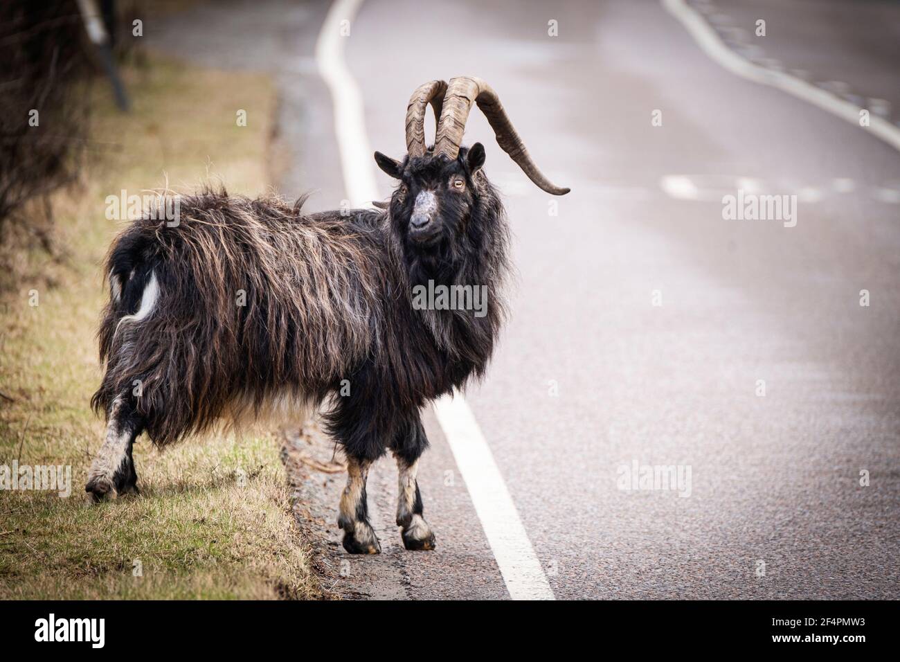 Le capre selvatiche scozzesi sono spesso denominate "capre feriche" in quanto erano una specie introdotta. Tuttavia, dal momento che sono stati introdotti dal neolitico Foto Stock