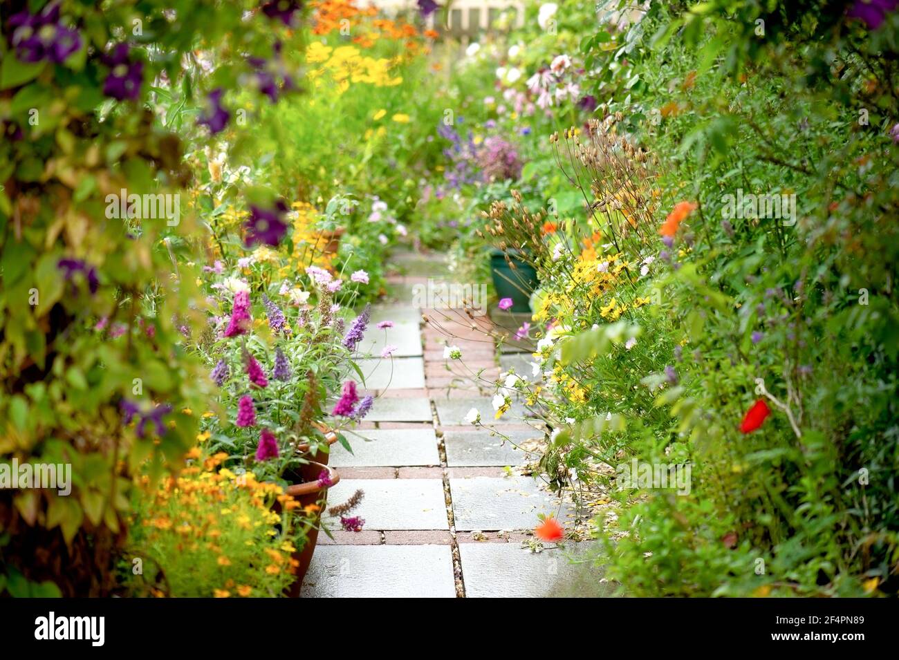 Un grazioso e colorato primo piano di un cottage inglese privato stile bordo giardino estivo in piena fioritura con fiori che traboccano sul percorso. Foto Stock