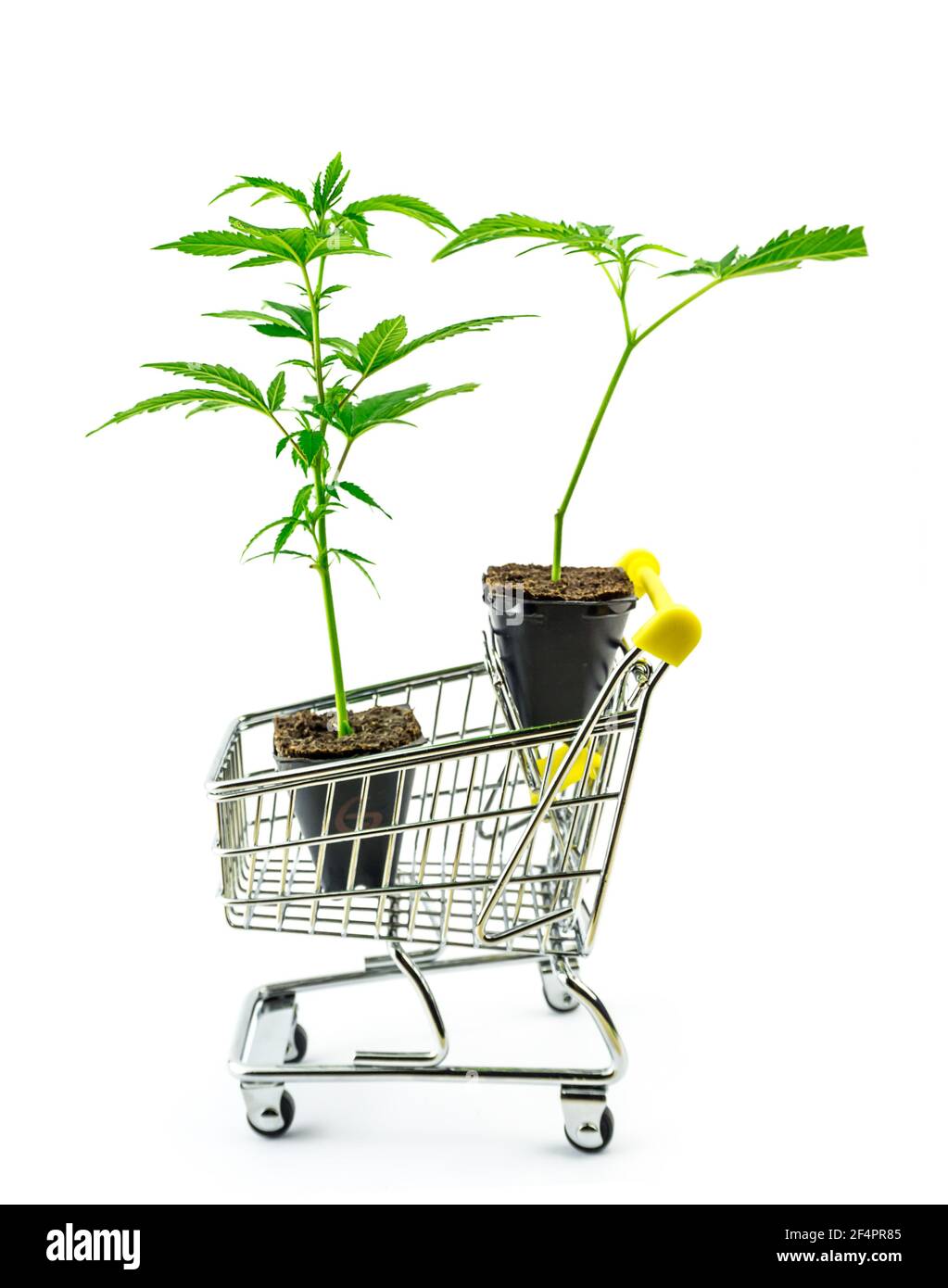 Piante di canapa clonate nel carrello della spesa, acquisto e consegna di piante vive di Marijuana Foto Stock