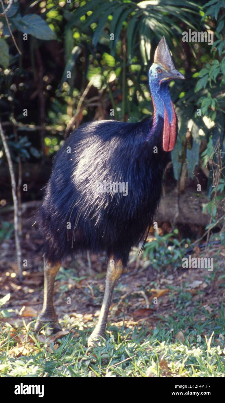 Il cassowary meridionale (casuarius casuarius), noto anche come cassowary a doppio wattled, cassowary australiano o cassowary a due wattled. Foto Stock