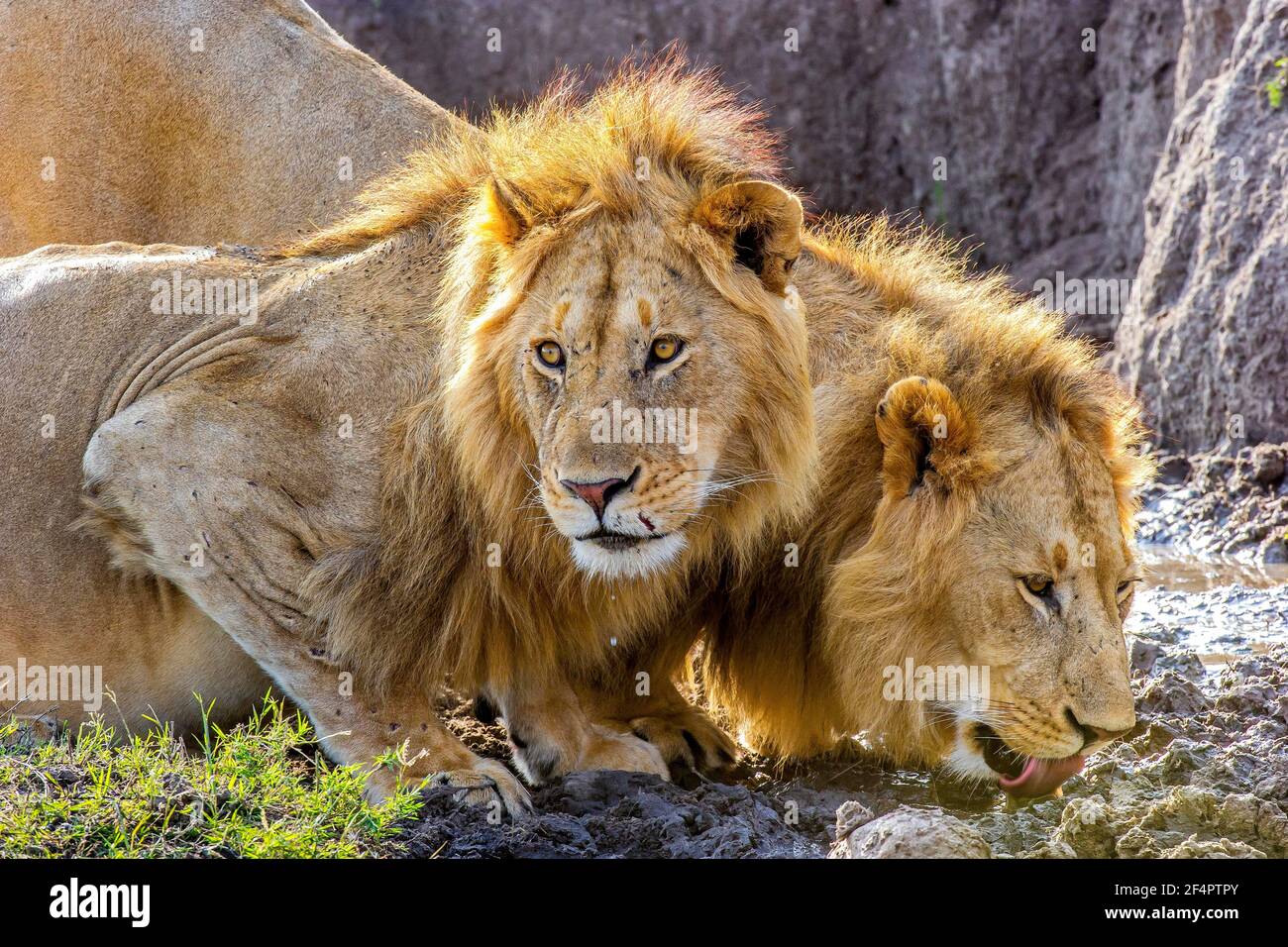 Due Lions africani maschi (Panthera leo) nel Masai Mara, Kenya, dissetando la loro sete dopo aver mangiato su una wildebeest. Foto Stock