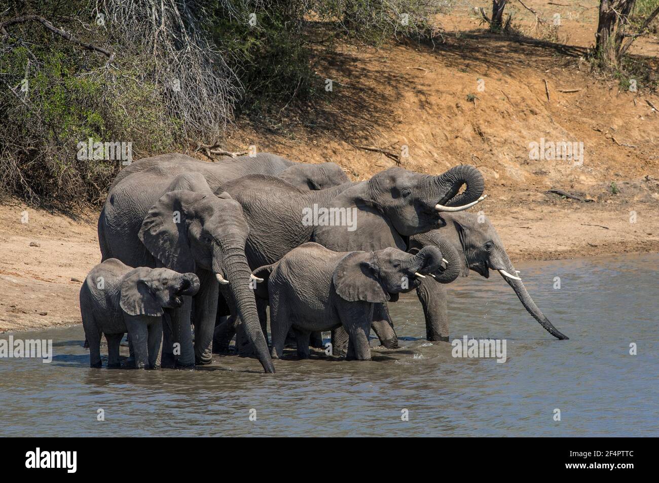 L'elefante africano (Loxodonta africana) nel Parco Nazionale Kruger, Sudafrica, si riuniscono per un drink e per incontrare vecchi amici. Foto Stock