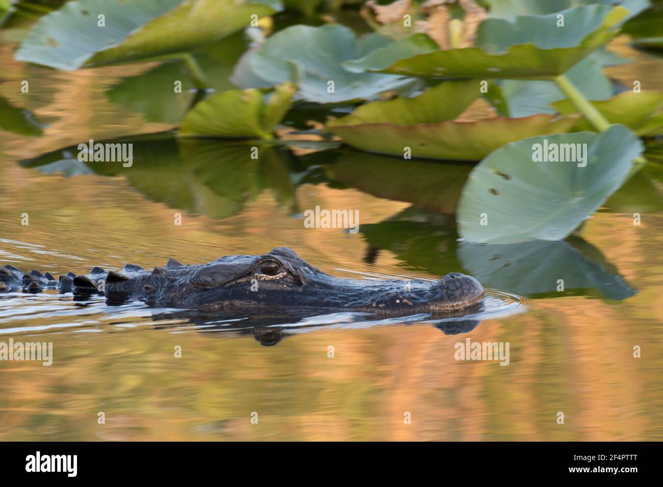 L'ALLIGATORE AMERICANO (Alligator missisippiensi) scivola attraverso l'acqua dorata al tramonto nel Parco Nazionale di Evergaldes, Florida, USA. Foto Stock