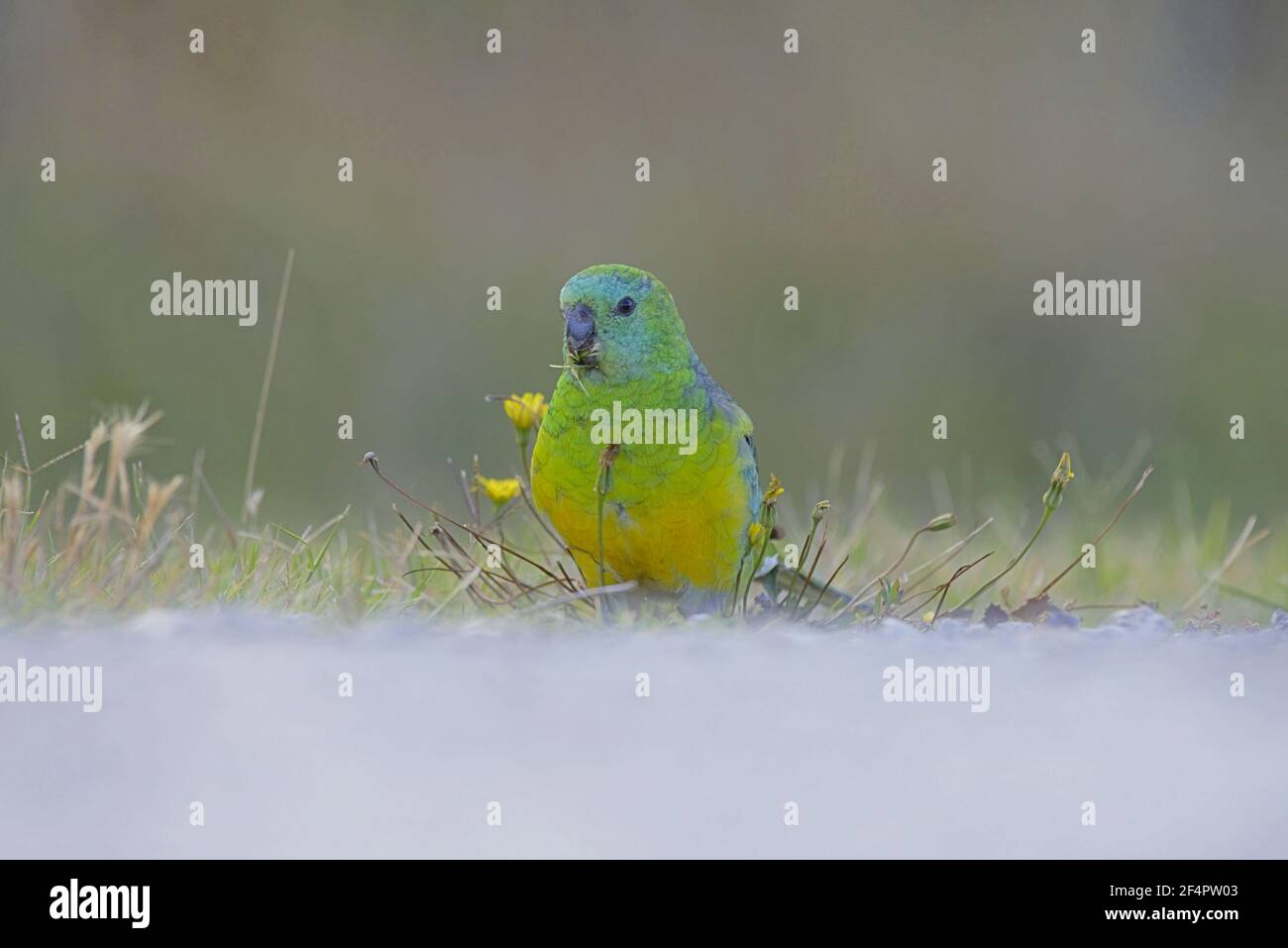 Rosso-rumped Parrot Foto Stock