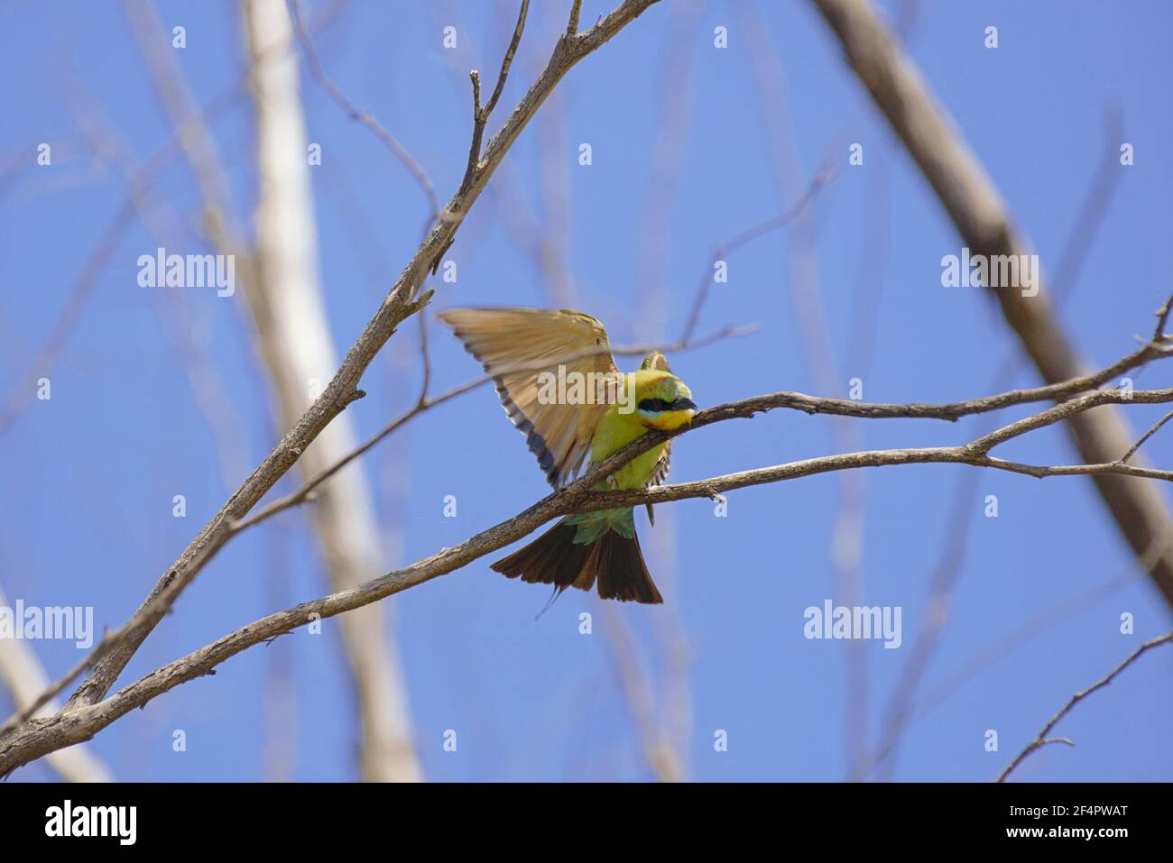 Rainbow gruccione Foto Stock