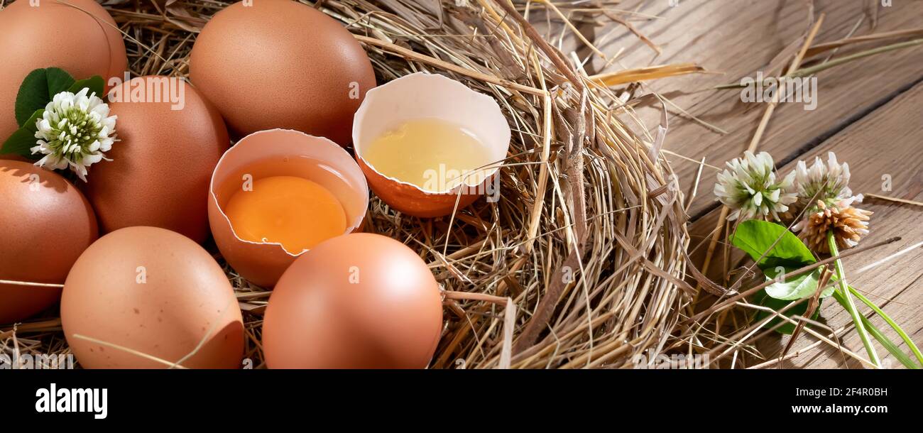 Diverse uova fresche di pollo crude in un nido di fieno su uno sfondo di legno, banner orizzontale. Foto Stock