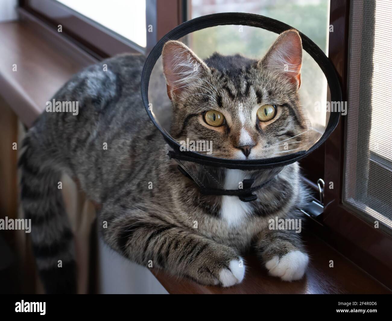 Il gatto giovane in un collare veterinario protettivo si siede sul davanzale Foto Stock