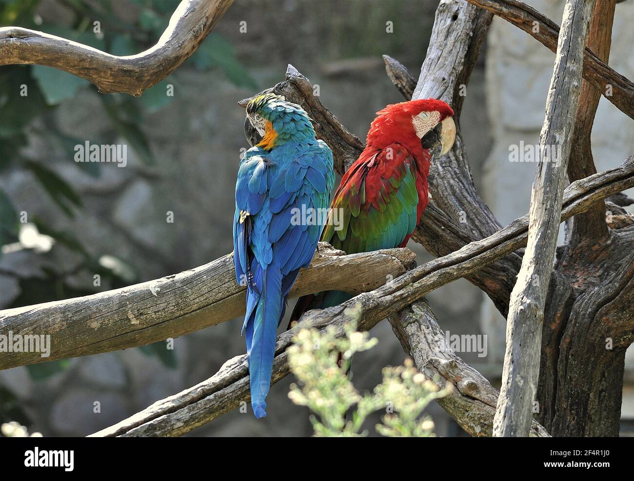 Macaws nella riserva Africa de Sigean-Francia Foto Stock