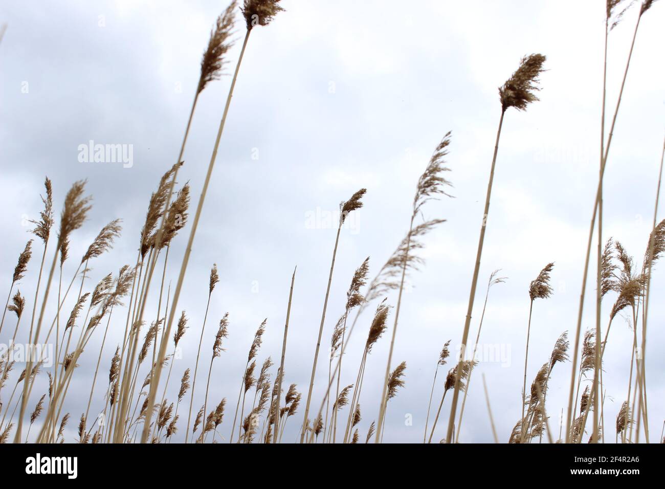 Natura. Grano alto o erba alta secca nel campo contro il cielo. Foto Stock