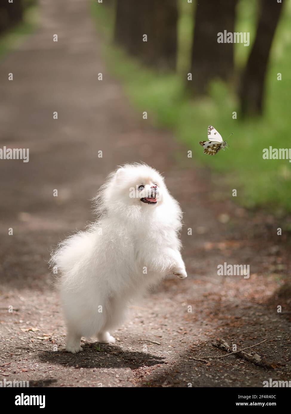 Immagine di spitz pomeranian nel giardino. Carino cane bianco piccolo all'aperto. Foto Stock
