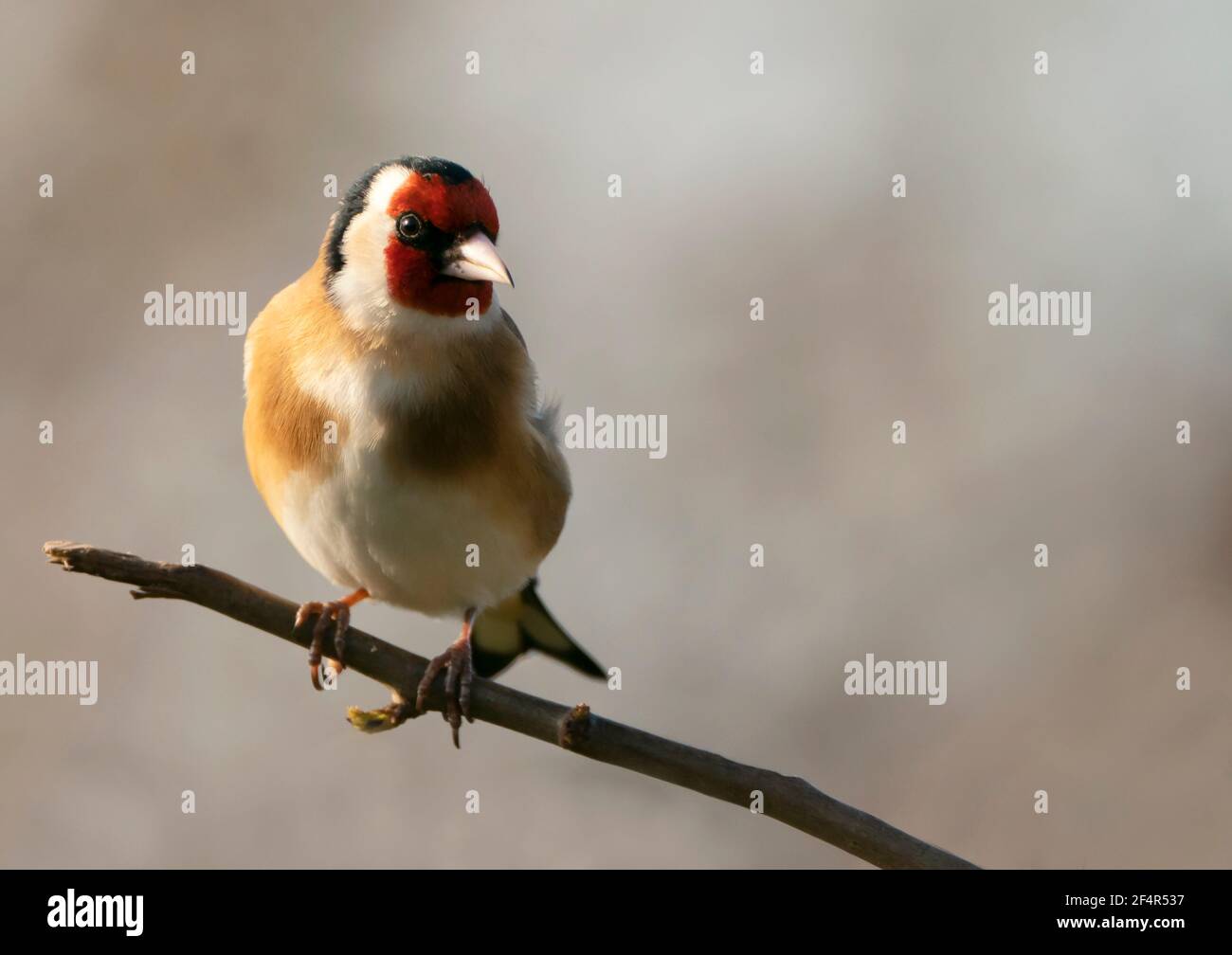 Goldfinch (Carduelis carduelis) arroccato, Warwickshire Foto Stock