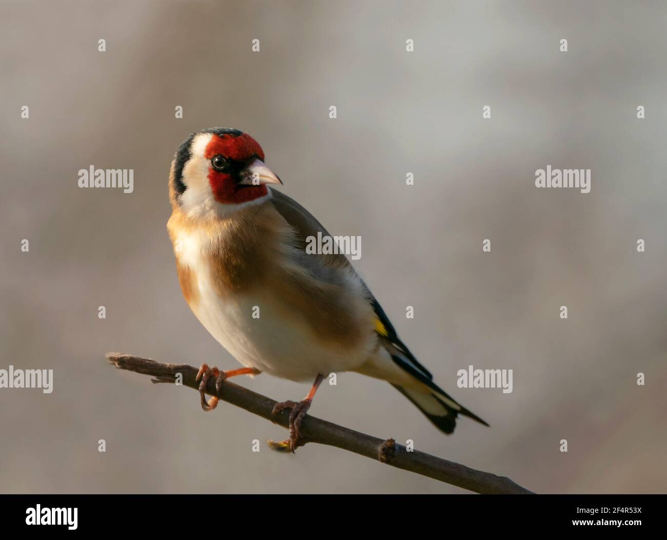 Goldfinch (Carduelis carduelis) arroccato, Warwickshire Foto Stock