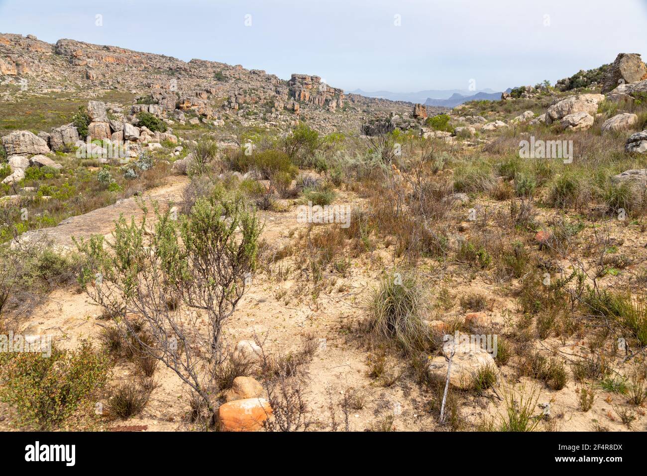 Panorama del bellissimo paesaggio sabbioso nelle montagne di Cederberg vicino a Clanwilliam nel capo occidentale del Sud Africa Foto Stock